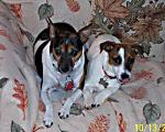 doggiejam