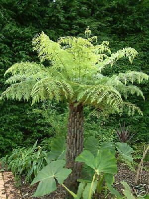 AUSSIE Tree FERN Live Cold Hardy Cyathea cooperi  