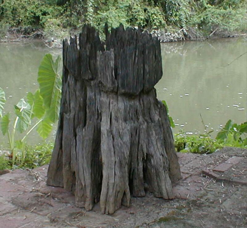 HUGE HOLLOW CYPRESS STUMP DRIFTWOOD #2305  