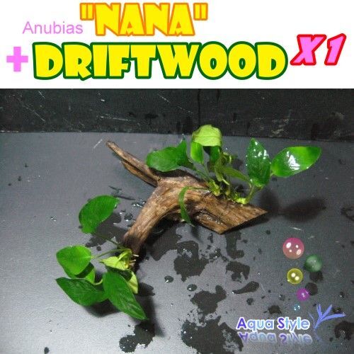 Anubias nana+Driftwood   Live aquarium plant (DM002)  