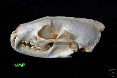 FISHER (FEMALE) SKULL REPLICA