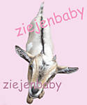ziejenbaby