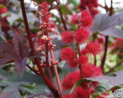 WUNDERBAUM   PALMA CHRISTI   RICINUS COMMUNIS  10 SAMEN  