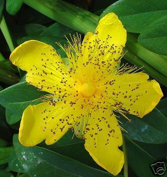 Hypericum calycinum ST JOHNS WORT Seeds!