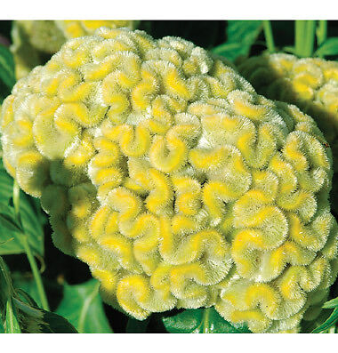 LEMON LIME COCKSCOMB / CELOSIA FLOWER SEEDS  