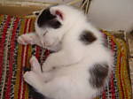 aniela250779