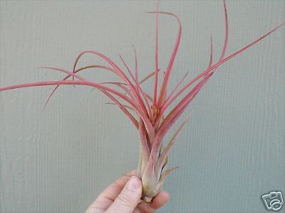 airplant Tillandsia CAPUT MEDUSAE X BRACHYCAULOS  