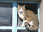 seti-minouchon