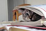 chattycat0327