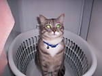 harrycat5885