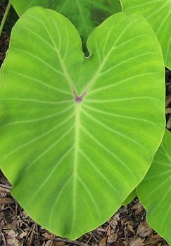 LIME ZINGER Elena Elephant Ear Colocasia 1 gallon PAIR  