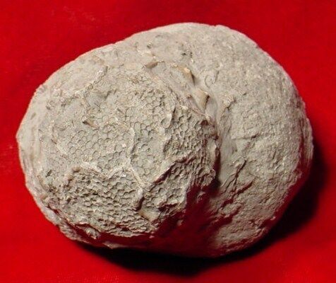 Fossil Coral Favosites Turbinatus Devonian Michigan S563  